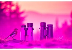 Compact Binoculars for Wildlife Observation