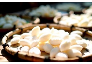 Fujian Bai Mu Dan White Tea Quality Indicators and Harvest Seasons