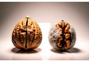 Wenwan Walnut Storage Methods to Prevent Cracking and Mold